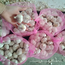 China wholesale fresh garlic factory export new crop garlic 2021
